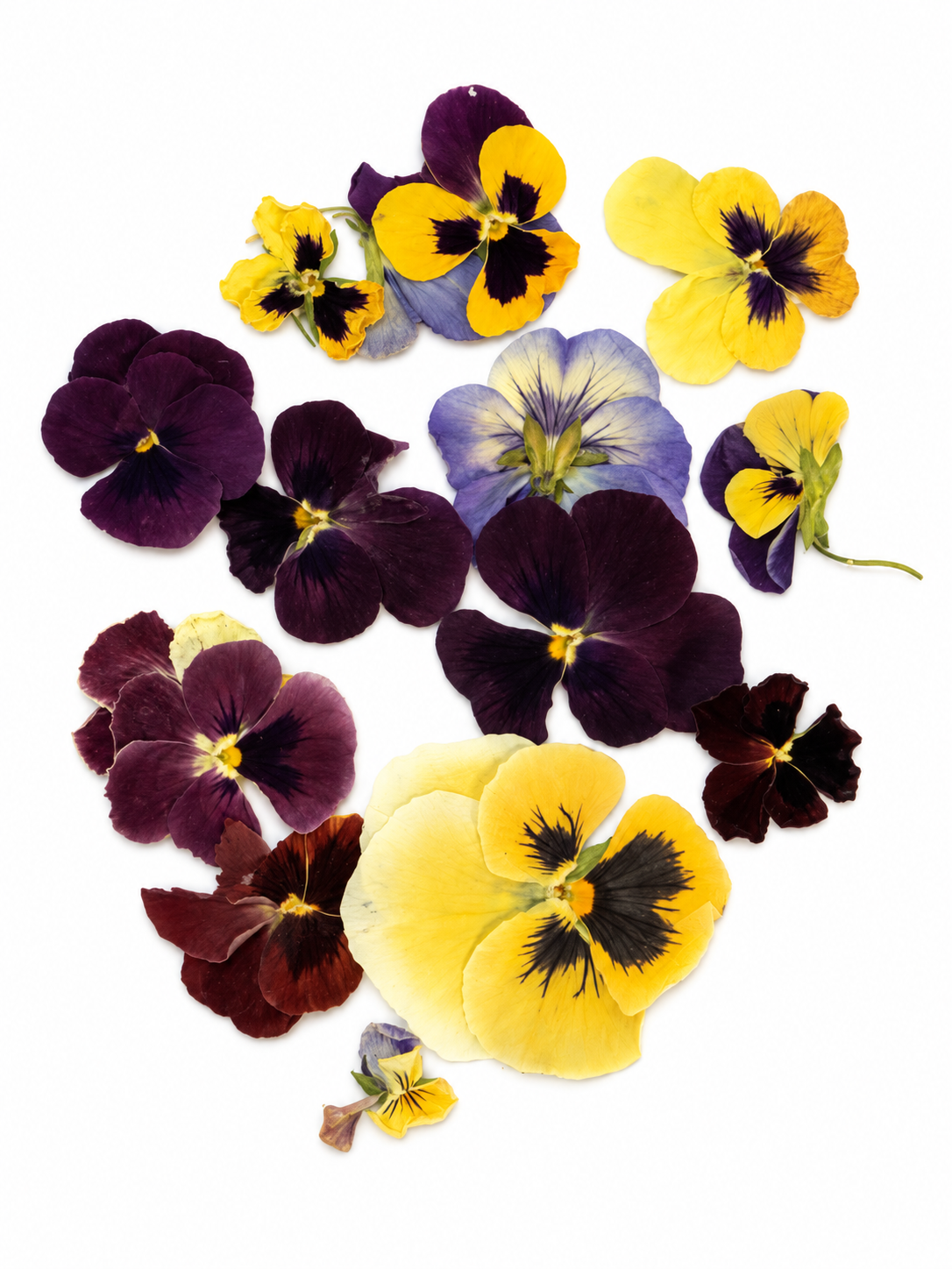 Assorted Edible Pansies (20 Pieces)